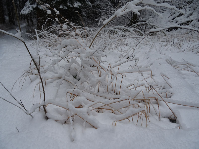 breve passeggiata tra la neve fresca di oggi.....